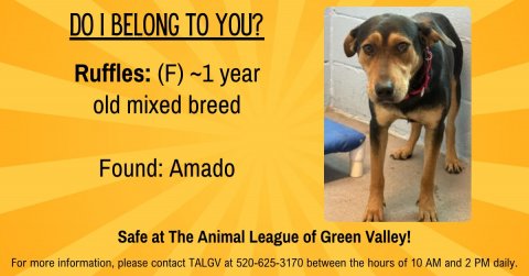 Dog, Hound, Advertisement. Text: DO | BELONG TO YOU? Ruffles: (F) ~1 year old mixed breed Found: Amado Safe at The Animal League of Green Valley! For more information, please contact TALGV at 520-625-3170 between the hours of 10 AM and 2 PM daily.