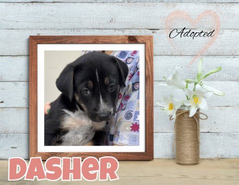Greeting Card, Dog, Flower. Text: Adopted DASHER