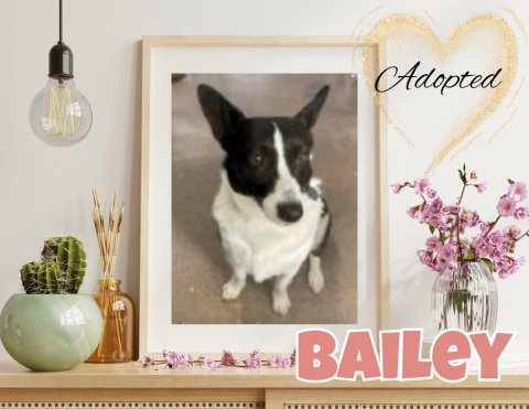 Dog, Greeting Card, Flower. Text: Adopted