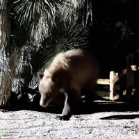 Animal, Mammal, Wildlife.