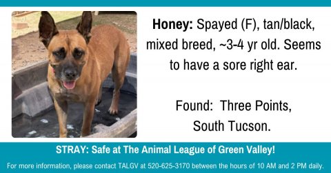 Canine, Dog, Pet. Text: Honey: Spayed (F), tan/black, mixed breed, ~3-4 yr old. Seems to have a sore right ear. Found: Three Points, South Tucson. STRAY: Safe at The Animal League of Green Valley! For more information, please contact TALGV at 520-625-3170 between the hours of 10 AM and 2 PM daily.