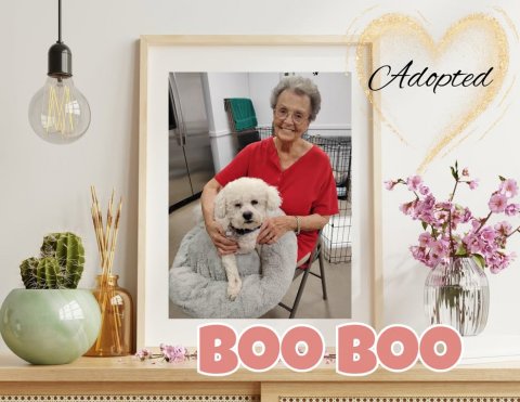 Adult, Person, Woman. Text: Adopted BOO BOO