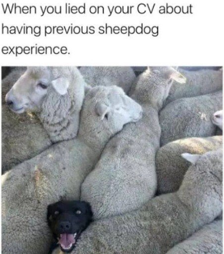Animal, Livestock, Sheep. Text: When you lied on your CV about having previous sheepdog experience.