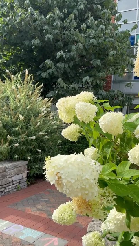 Vegetation, Potted Plant, Backyard.