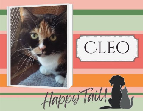 Cat, Pet, Greeting Card. Text: CLEO Happy Tail!