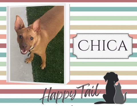 Canine, Dog, Greeting Card. Text: CHICA Happy Tail