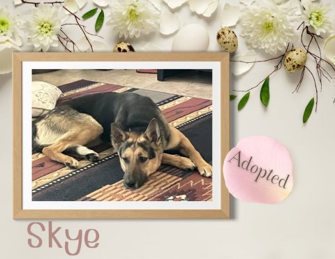 Canine, Dog, German Shepherd. Text: Adopted Skye