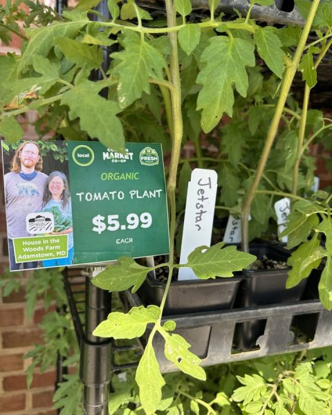Herbal, Leaf, Potted Plant. Text: local MARKET FRESH ORGANIC Jetstar TOMATO PLANT $5.99 star EACH House in the Woods Farm Adamstown, MD