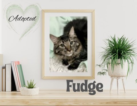 Plant, Potted Plant, Painting. Text: Adopted Fudge