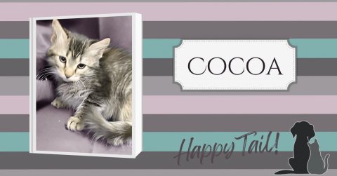 Cat, Kitten, Pet. Text: COCOA Happy Tail!