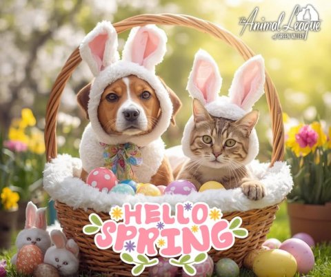 Basket, Cat, Egg. Text: HELLO SPRING