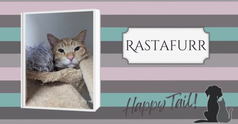 Cat, Dog, Kitten. Text: RASTAFURR Happy Tail!