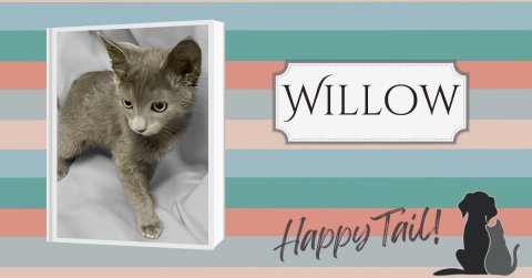 Cat, Kitten, Dog. Text: WILLOW Happy Tail!