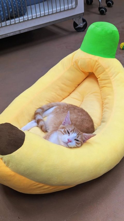 Cat, Pet, Furniture.