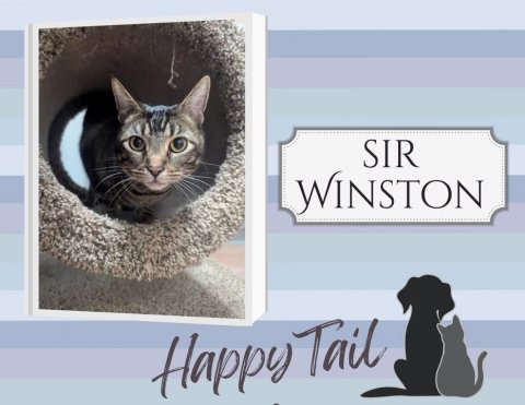 Cat, Pet, Dog. Text: SIR WINSTON Happy Tail