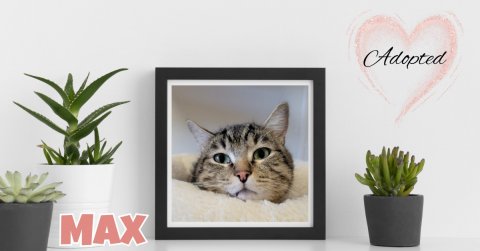 Plant, Potted Plant, Planter. Text: Adopted MAX