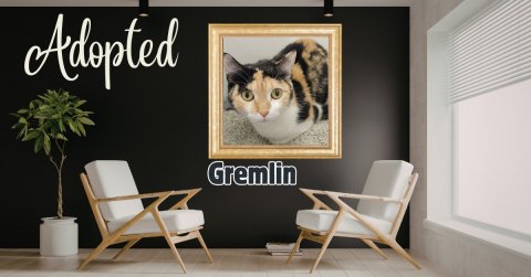 Potted Plant, Canvas, Interior Design. Text: Adopted Gremlin