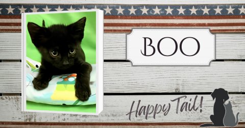 Cat, Mammal, Pet. Text: BOO Happy Tail!