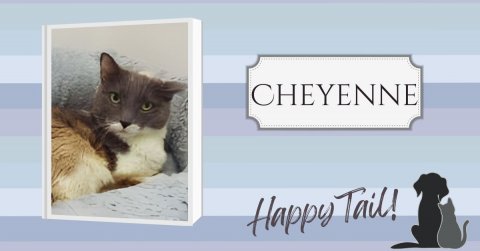 Cat, Mammal, Pet. Text: CHEYENNE Happy Tail!