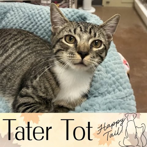 Abyssinian, Cat, Pet. Text: Tater Tot Happy Tail!