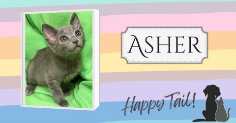 Cat, Kitten, Pet. Text: ASHER Happy Tail!
