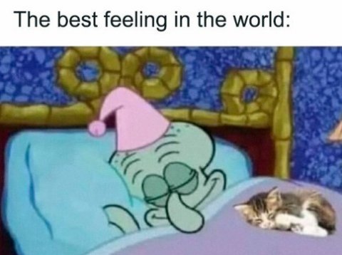 Cat, Comics, Shark. Text: The best feeling in the world: