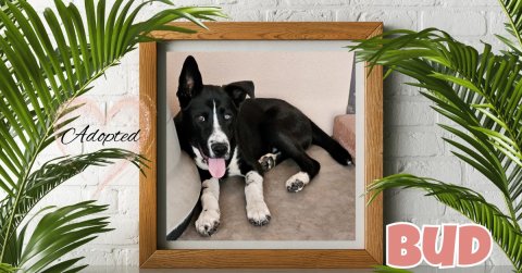 Canine, Dog, Plant. Text: Adopted BUD