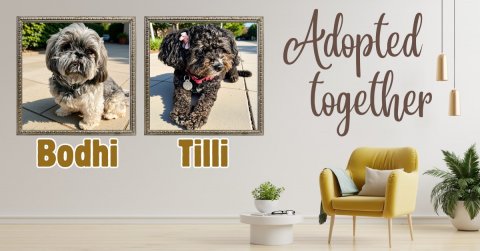 Canine, Dog, Plant. Text: Adopted together Bodhi Tilli