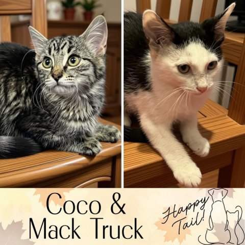 Cat, Plant, Kitten. Text: Coco &amp; Mack Truck Happy Tail!