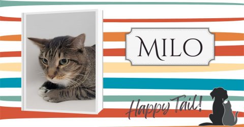 Cat, Pet, Dog. Text: MILO Happy Tail!
