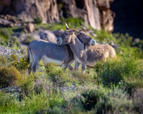 Animal, Donkey, Mammal.