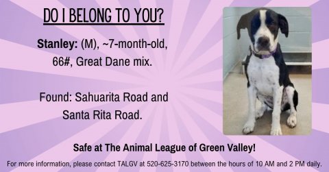Canine, Dog, Hound. Text: DO I BELONG TO YOU? Stanley: (M), ~7-month-old, 66#, Great Dane mix. Found: Sahuarita Road and Santa Rita Road. Safe at The Animal League of Green Valley! For more information, please contact TALGV at 520-625-3170 between the hours of 10 AM and 2 PM daily.