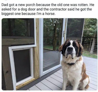 Canine, Dog, Door. Text: Dad got a new porch because the old one was rotten. Не asked for a dog door and the contractor said he got the biggest one because I'm a horse.