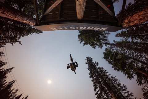 Tree, Flying, Vegetation.
