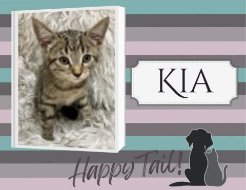 Cat, Mammal, Pet. Text: KIA Happy Tail!