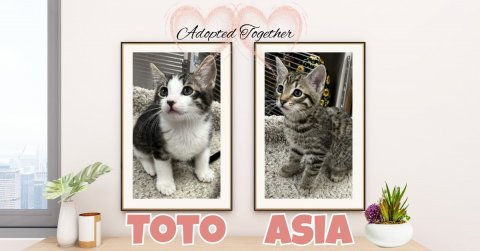 Greeting Card, Kitten, Potted Plant. Text: Adopted Together TOTO ASIA