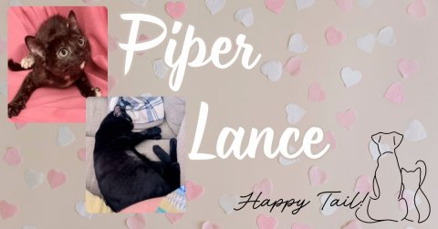 Greeting Card, Cat, Kitten. Text: Lance