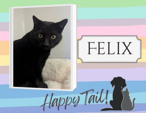 Cat, Pet, Black Cat. Text: FELIX Happy Tail!