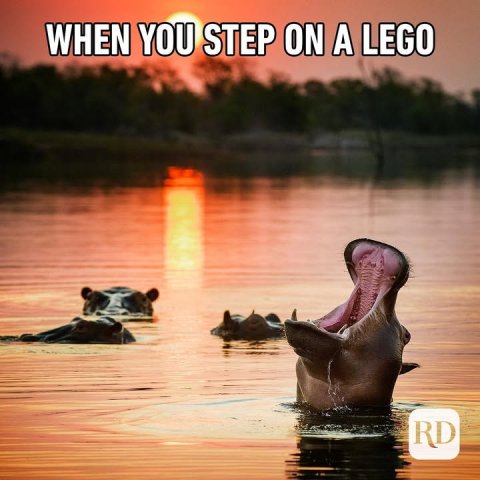 Hippo, Wildlife, Bear. Text: WHEN YOU STEP ON A LEGO RD