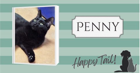 Cat, Mammal, Pet. Text: PENNY Happy Tail!