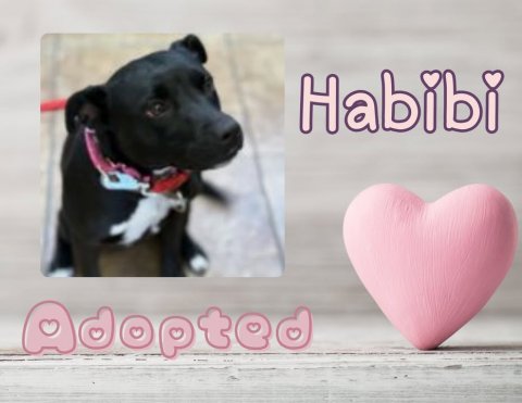 Dog, Greeting Card, Symbol. Text: Habibi Adopted