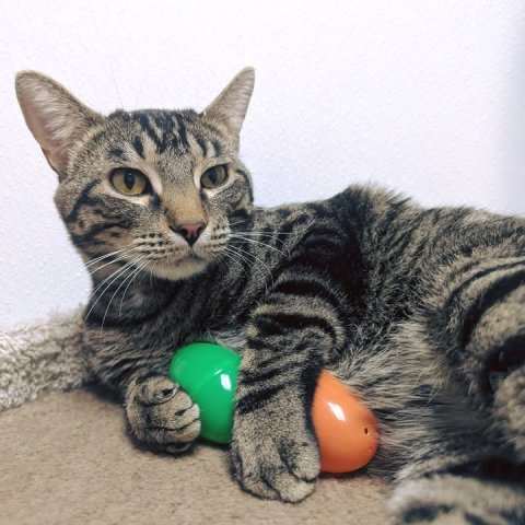 Abyssinian, Cat, Pet.