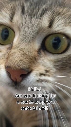 Abyssinian, Rat, Snout. Text: Hello! Are you looking for a cat to keep you entertained?
