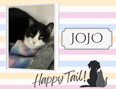 Cat, Pet, Dog. Text: JOJO Happy Tail!