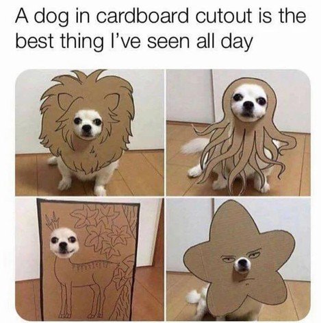 Dog, Mammal, Person. Text: A dog in cardboard cutout is the best thing I've seen all day