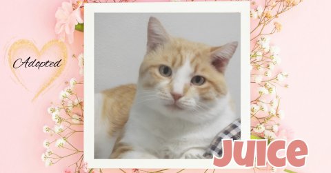 Greeting Card, Mail, Kitten. Text: Adopted