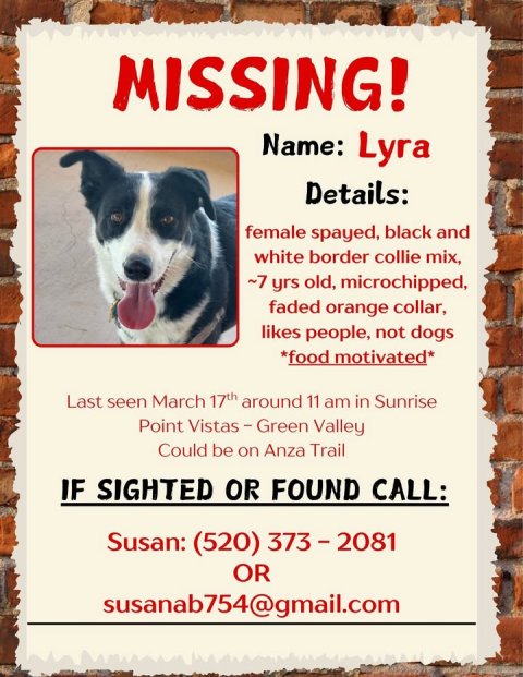 Advertisement, Poster, Dog. Text: MISSING! Name: Lyra Details: female spayed, black and white border collie mix, ~7 yrs old, microchipped, faded orange collar, likes people, not dogs *food motivated* Last seen March 17th around 11 am in Sunrise Point Vistas - Green Valley Could be on Anza Trail IF SIGHTED OR FOUND CALL: Susan: (520) 373-2081 OR susanab754@gmail.com