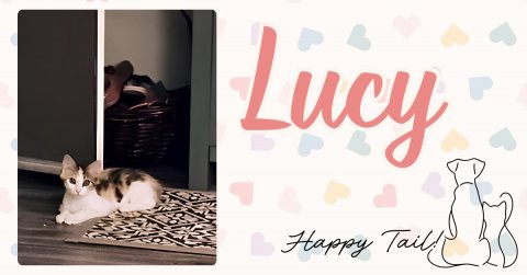 Cat, Home Decor, White Board. Text: Lucy