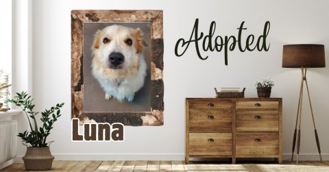 Lamp, Cabinet, Potted Plant. Text: Adopted Luna