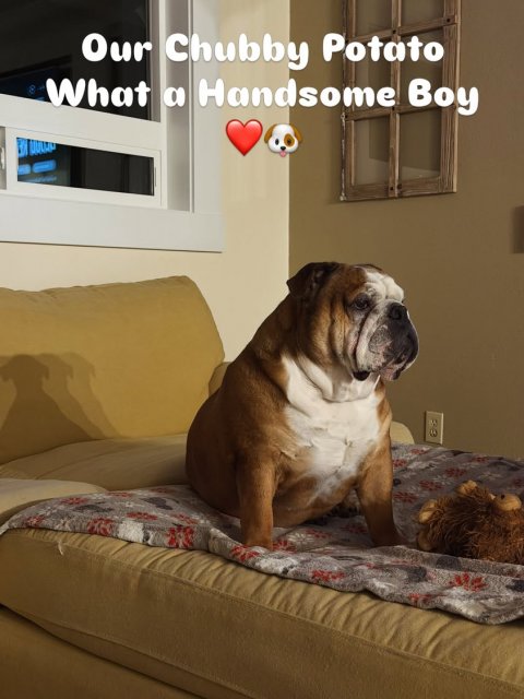 Boxer, Bulldog, Dog. Text: Our Chubby Potato What a Handsome Boy